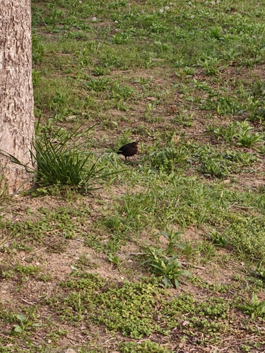 Chinese Blackbird