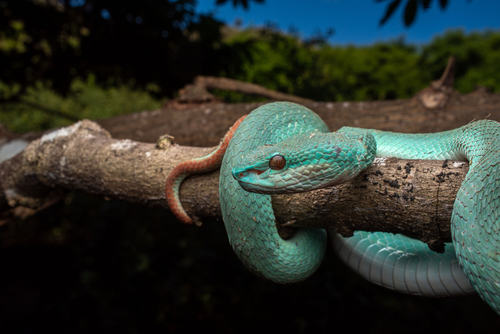 White-lipped Island Pitviper — seen at this dive site