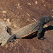 Common Chuckwalla - Photo (c) Arthur Binder, all rights reserved, uploaded by Arthur Binder