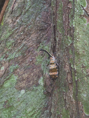 Dark-horned Lanternfly