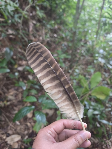 Brown Wood-Owl