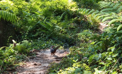 Red-billed Malkoha