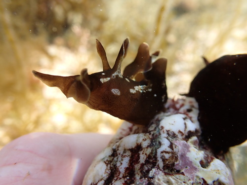 Aplysia punctata