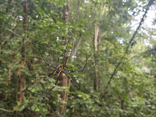 Giant Golden Orbweaver