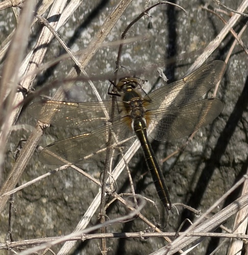 Downy Emerald