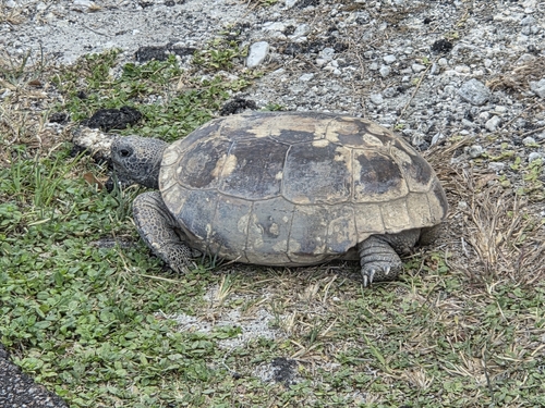 Gopherus polyphemus