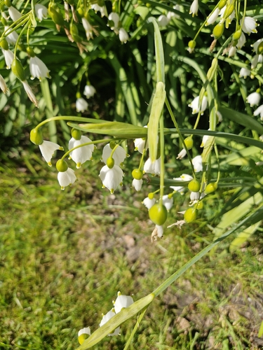 Summer snowflake