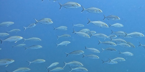 Seriola dumerili