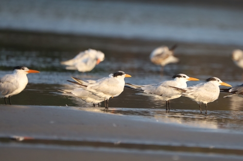 Royal Tern (Thalasseus maximus)