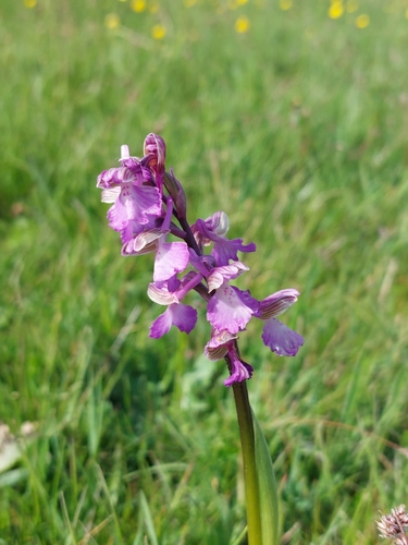 green-winged orchid