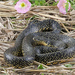 Lampropeltis holbrooki - Photo 由 Jake Scott 所上傳的 (c) Jake Scott，保留所有權利