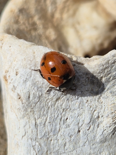 Seven-spotted Lady Beetle