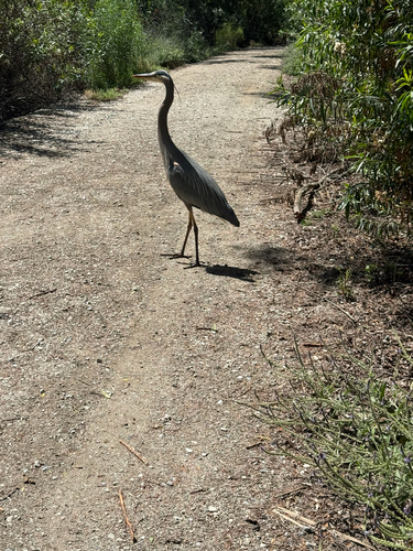 iNaturalist observation photo of Great Blue Heron
