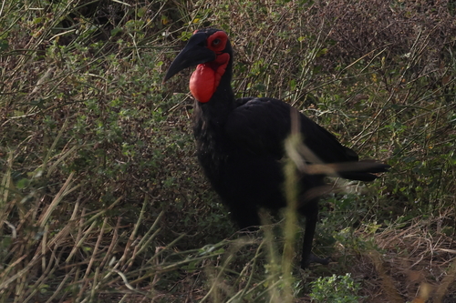 Southern Ground Hornbill