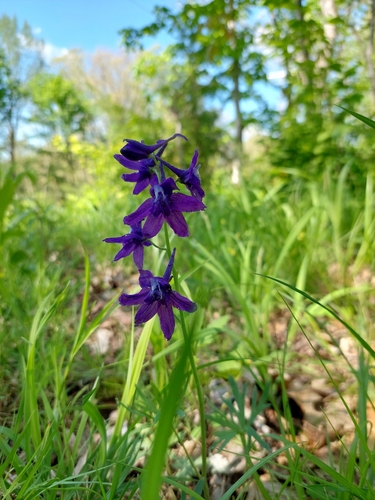 dwarf larkspur
