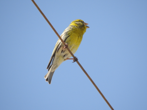 Avistamiento Serinus serinus