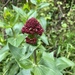 Red Valerian - Photo (c) Rebecca Morris, all rights reserved
