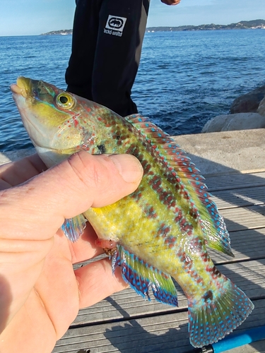 Symphodus tinca