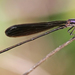 Black Dancer Damselfly - Photo (c) Steve Collins, all rights reserved, uploaded by Steve Collins