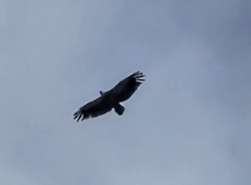 Avistamiento Buitre leonado