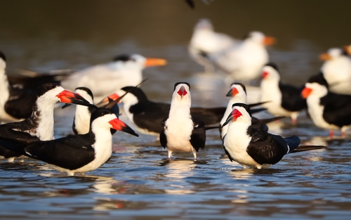 Black Skimmer (Rynchops niger)