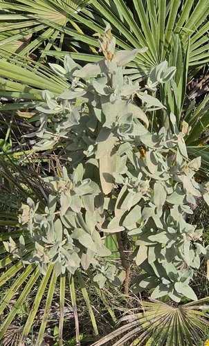 Avistamiento Cistus albidus