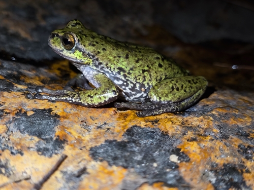 Roberts's Tree Frog