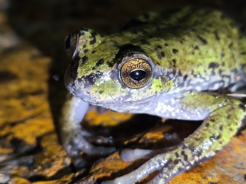 Roberts's Tree Frog