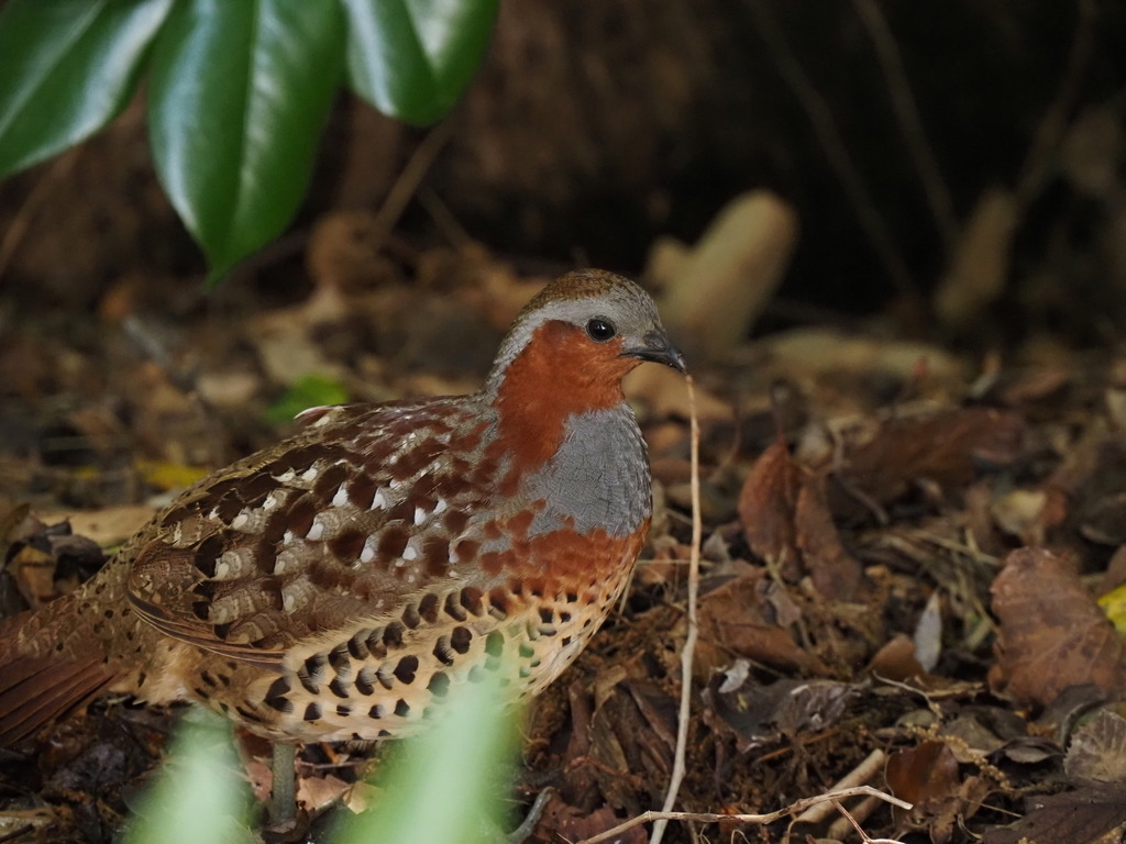 Chinese Bamboo-Partridge from Futo, Itō, Shizuoka 413-0231, Japan on ...