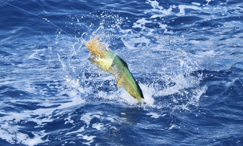 Coryphaena hippurus