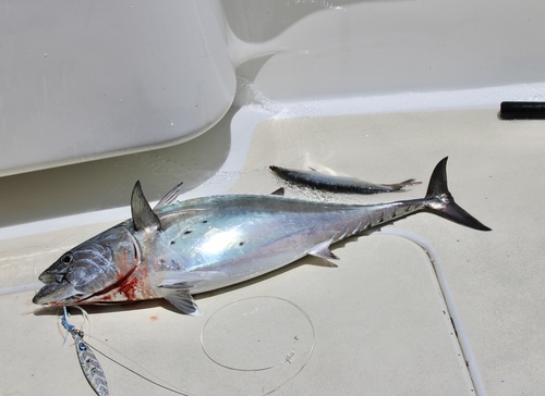 Euthynnus alletteratus