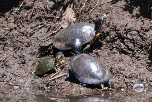 Trachemys scripta