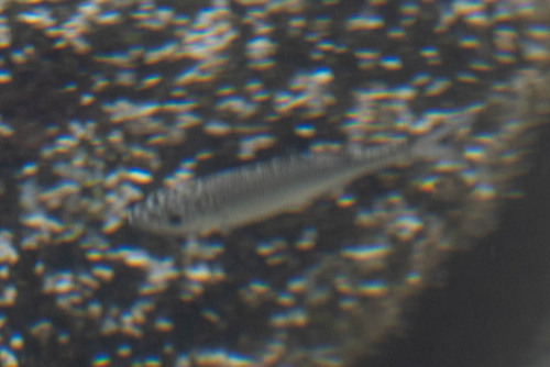 Kuhlia sandvicensis