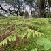 Common Bracken - Photo (c) cloudrancher, all rights reserved
