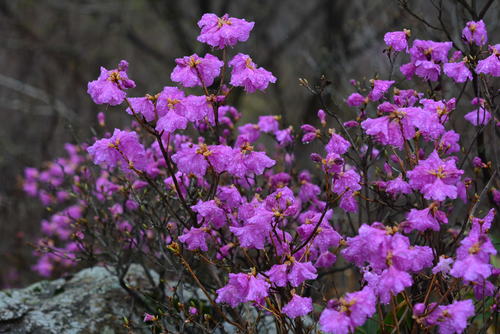 Korean rhododendron