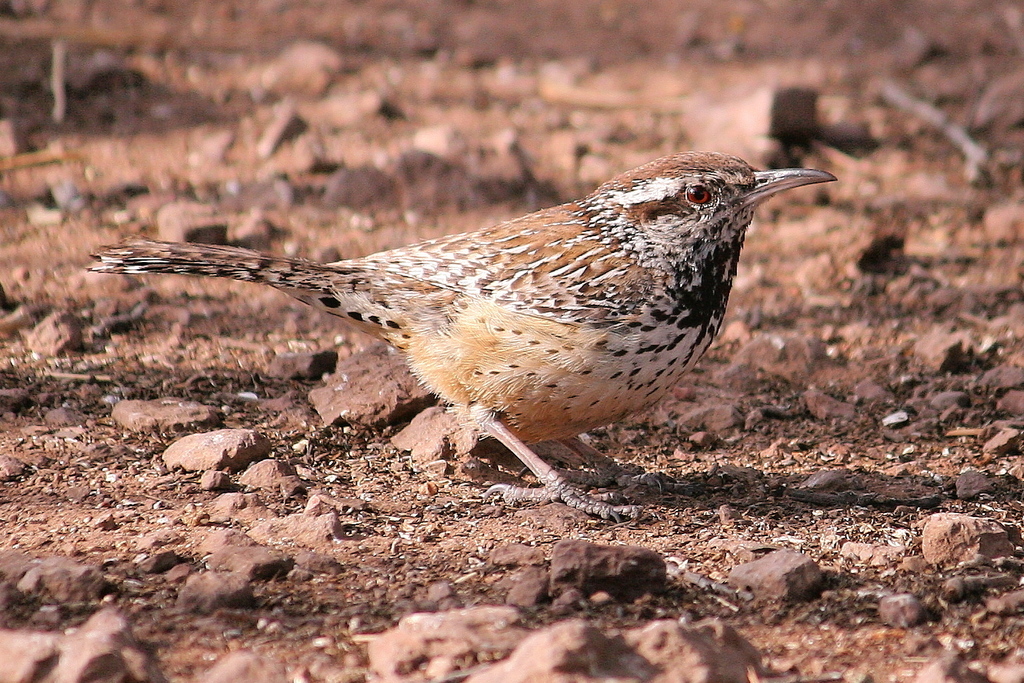 cactus-wren-from-davis-mountain-state-park-jeff-davis-county-tx-usa
