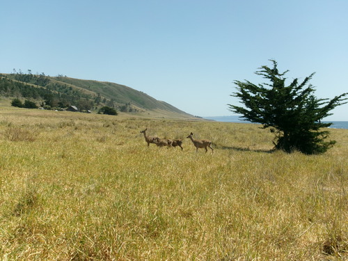 iNaturalist observation photo of Mule Deer