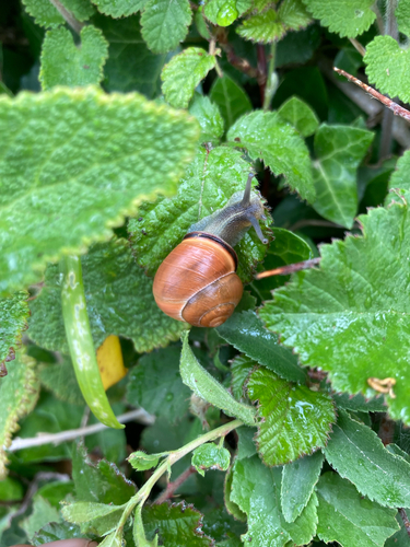 Cepaea nemoralis
