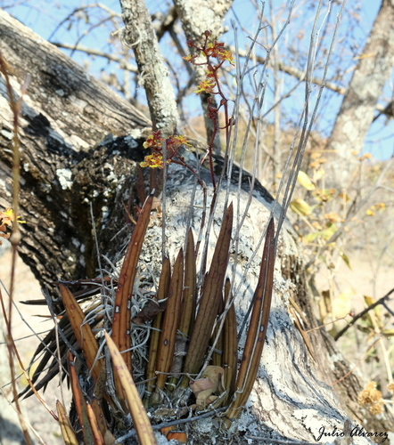 Short-Leaved Mule-Ear Orchid