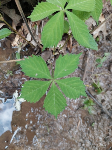Virginia creeper