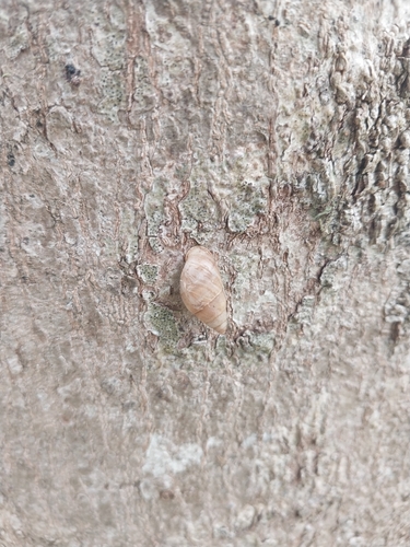Bulimulus guadalupensis