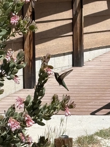 iNaturalist observation photo of Anna's Hummingbird