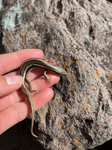 iNaturalist observation photo of Western Skink