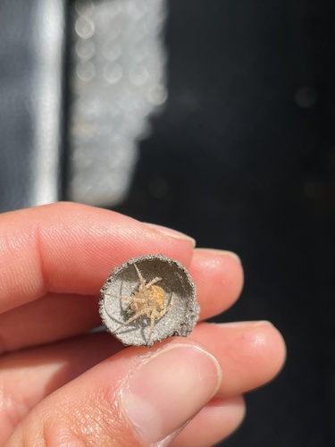 iNaturalist observation photo of Orbweavers
