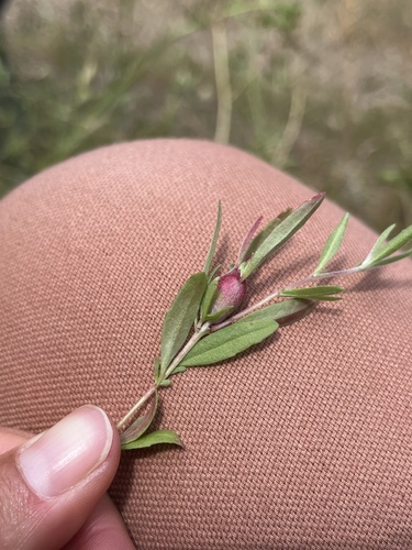 iNaturalist observation photo of Gall Wasps and Allies