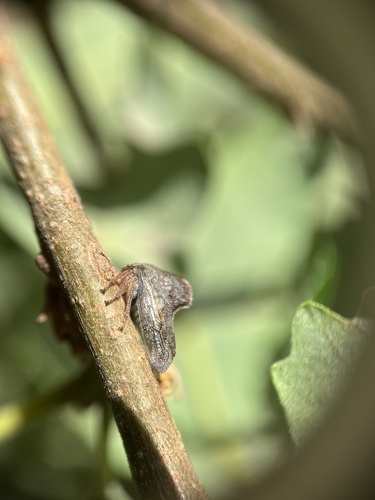 iNaturalist observation photo of Telamona vestita