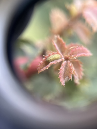 iNaturalist observation photo of Butterflies and Moths