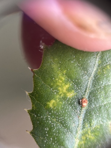 iNaturalist observation photo of Oak Gall Wasps