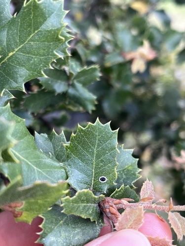 iNaturalist observation photo of Gall Wasps and Allies