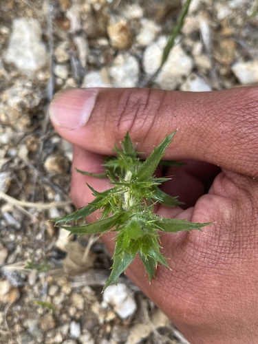 iNaturalist observation photo of Hollyleaf Pincushionplant